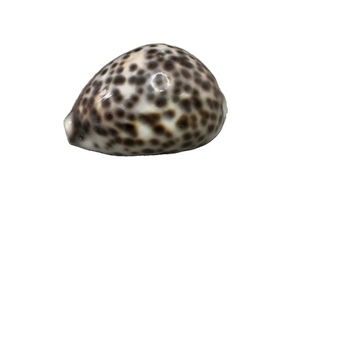 Cowrie shells tiger spotted - shells, &