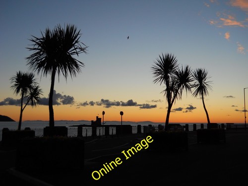 Photo 6x4 palm trees - 6x4,