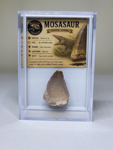 Mosasaur tooth acrylic - mosasaur, in