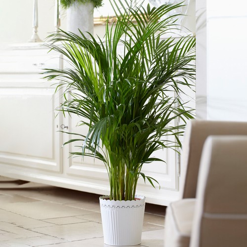 Kentia palm real exotic - kentia, large