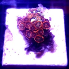 WYSIWYG 30+ Polyps red and blue Zoas - See description corals frag frags