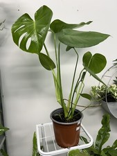Swiss Cheese Plant House Plant
