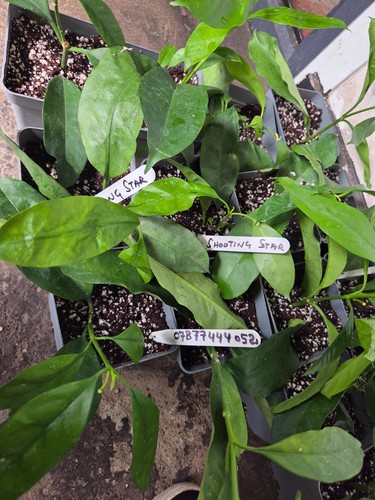 Hoya shooting star rooted - star,