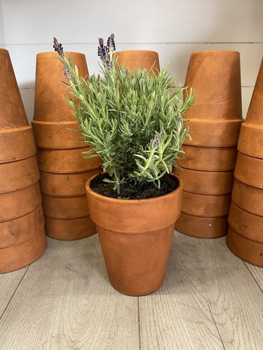 Vintage terracotta pots long - vintage,
