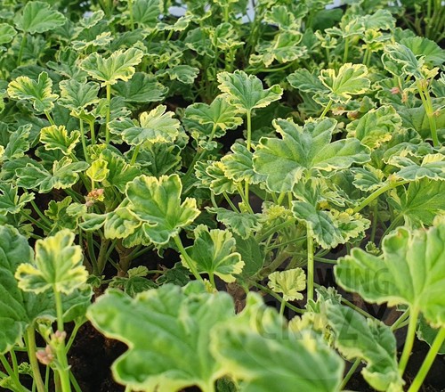 Fragrans geranium - fragrans,
