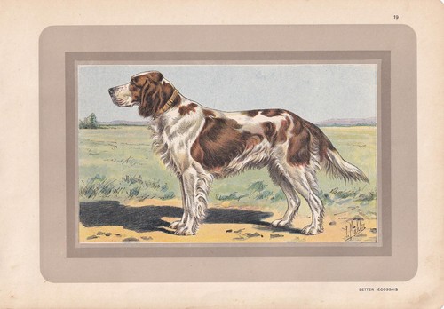 1931 gordon setter dog print - print,