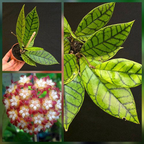 Hoya callistophylla rooted - callistophylla.,