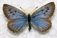 🦋 Large Blue (Phengaris