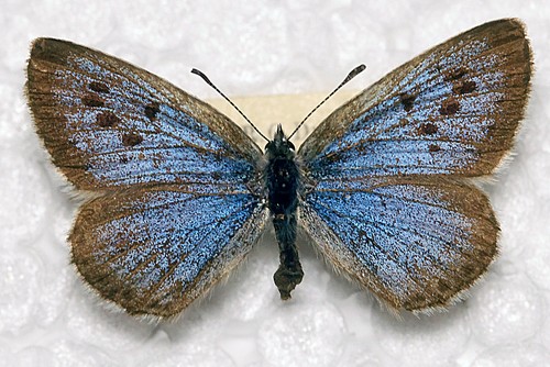 Large blue phengaris - 🦋, (phengaris