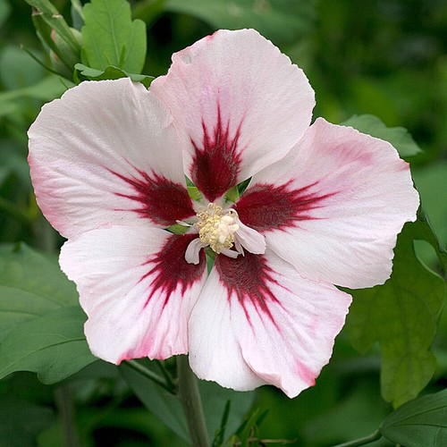 Flowering shrubs hibiscus - flowering, shrubs,