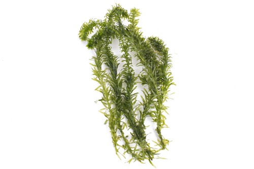 Egeria densa 2500 - egeria,