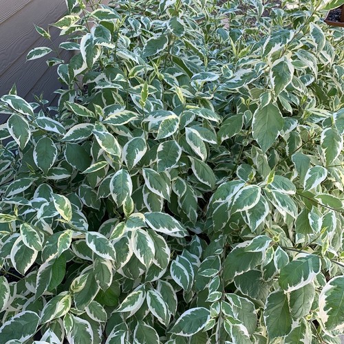 Cornus alba sibirica - cornus,