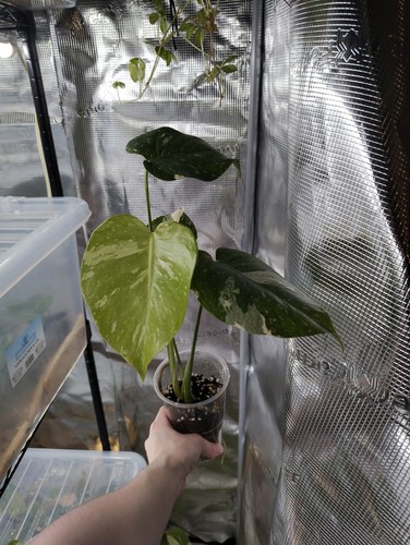 Monstera thai constellation - thai,