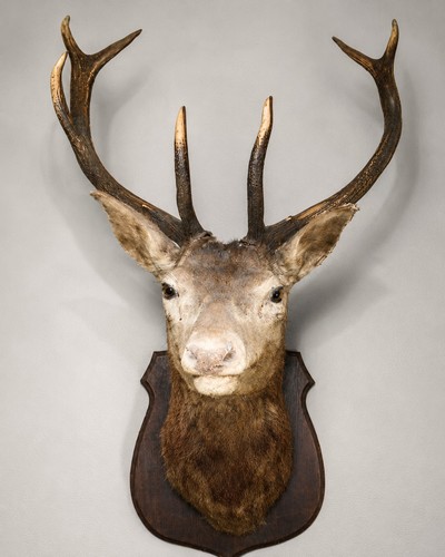 Large red deer stag - large, taxidermy
