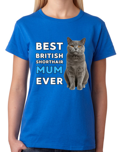 Best british shorthair mum - british,