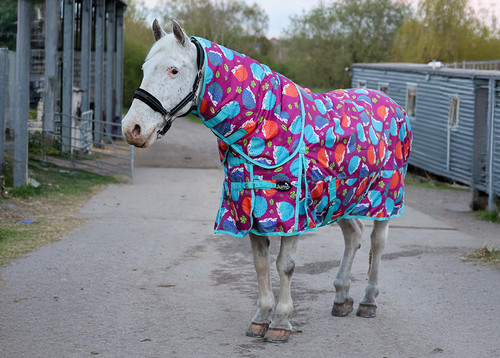 100g turnout rug detachable - 100g,