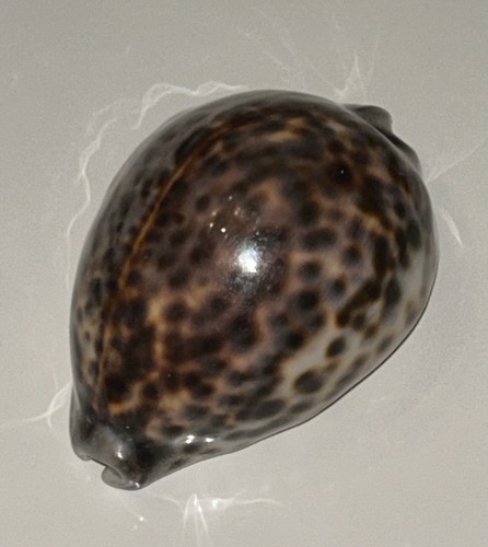 Cypraea pantherina 83mm x - cypraea,