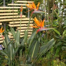 Strelitzia Reginae - 10 / 50