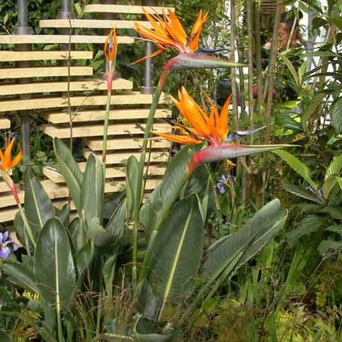 Strelitzia reginae 50 - reginae,