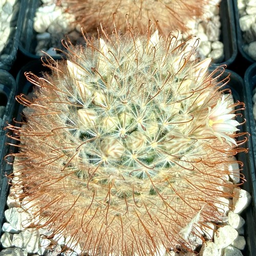 Mammillaria pennispinosa - , sb