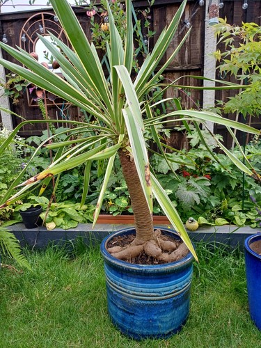 Very large hardy outdoor yukka - large,