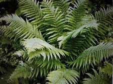 3 Dryopteris filix-mas (Male