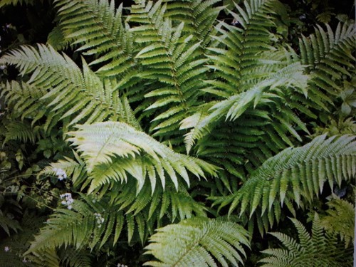 Dryopteris filix mas - filix-mas, (male