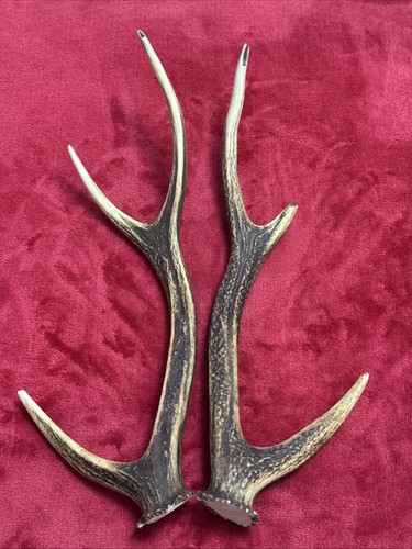 Pair sika deer antlers - deer,