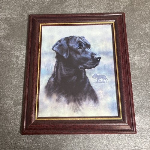 Framed labrador retriever - labrador,