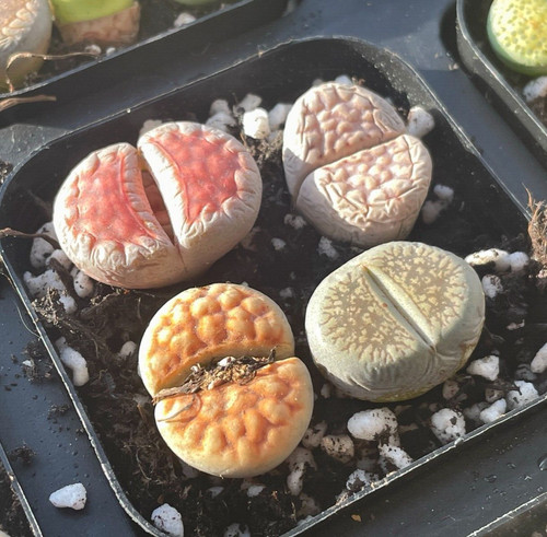 4pcs lithops living - living, stones