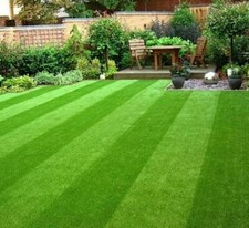 GRASS SEED FAST GROWING RAPID