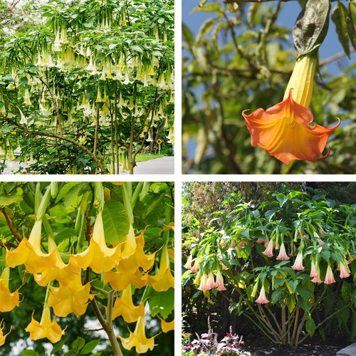 Brugmansia flowers angels - t&m,