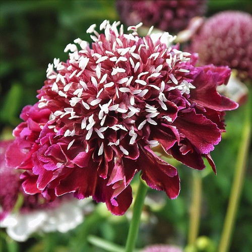 Scabiosa barocca scabious - scabiosa,