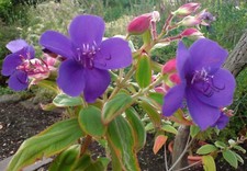 TIBOUCHINA URVILLEANA GLORY