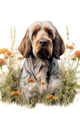 ITALIAN SPINONE LOVELY DOG &
