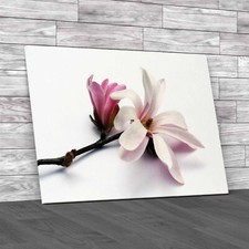 Stunning Magnolia Blossom