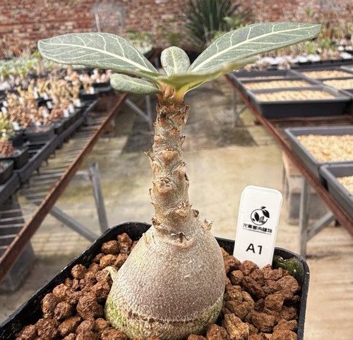 Rarelive house plant adenium - rarelive,
