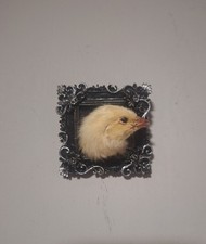 Taxidermy Chick Head Mount