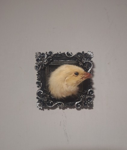 Taxidermy chick head - taxidermy,