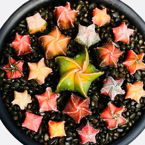 Seeds astrophytum - 10,