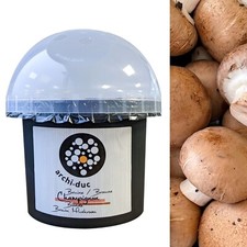 Brown Mushroom Dome Growing