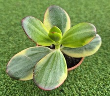 Crassula ovata 'Alba' - Very Rare!