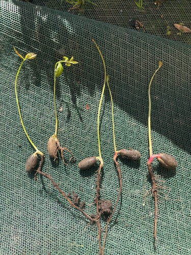 English oak tree - x, saplings