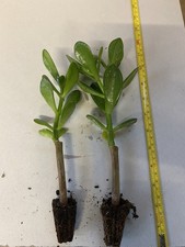 Jade Plant, Money Tree