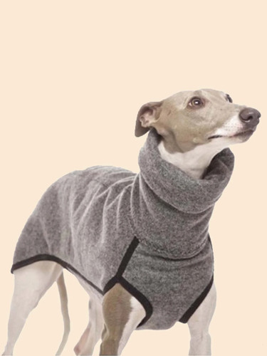 Pet dog winter - pet, high