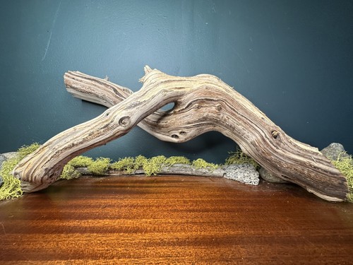 Large manzanita - large, 20”