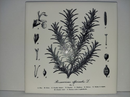 Vintage rosemary botanical - rosemary,