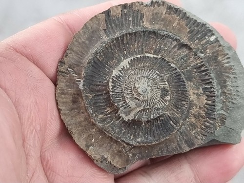 Beautiful large ammonite - beautiful,