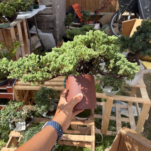 Pearl cypress bonsai - cypress,