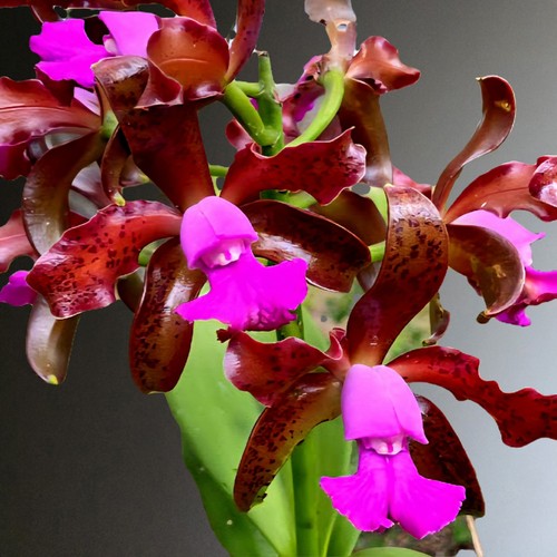 Cattleya leopoldii fragrant - cattleya, leopoldii.